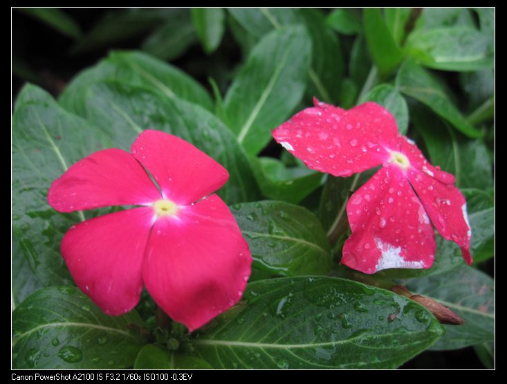 长春花