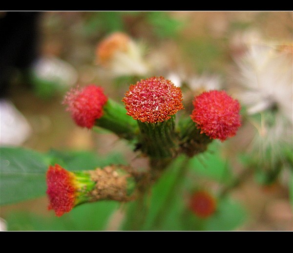 野茼蒿