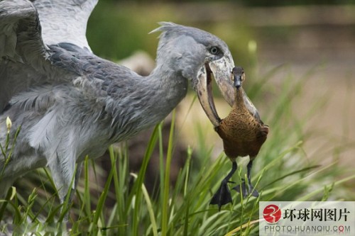 鲸头鹳竟然没有将野鸭吃掉，而是小心翼翼地将其叼起来，放到一边.jpg