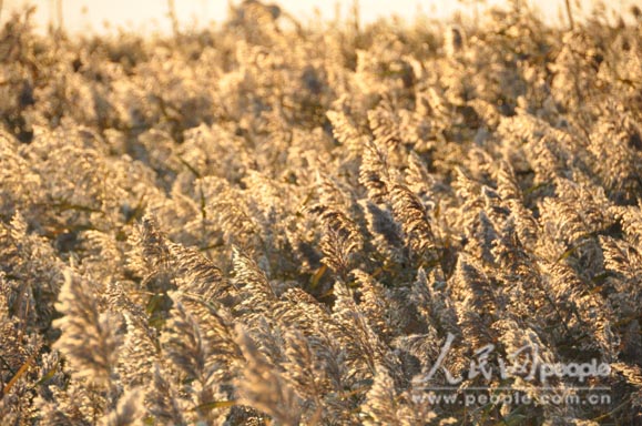 15_44780_f6ef1e1889366ca.jpg