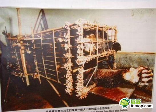 这个熊已经被关在笼子里长达22年之久！“不能转身，不能站直，不能转身，只有痛！！！没有树林 没有阳光 只