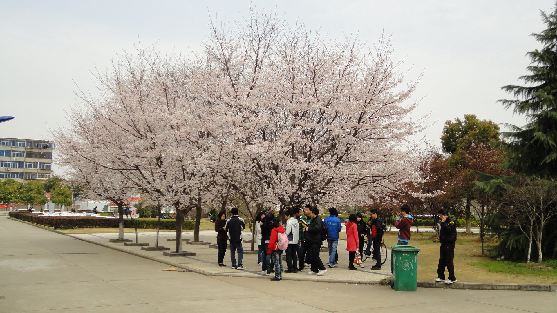 樱花树下播放视频
