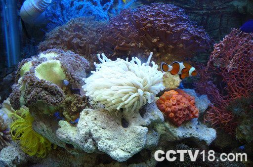 珊瑚礁.jpg