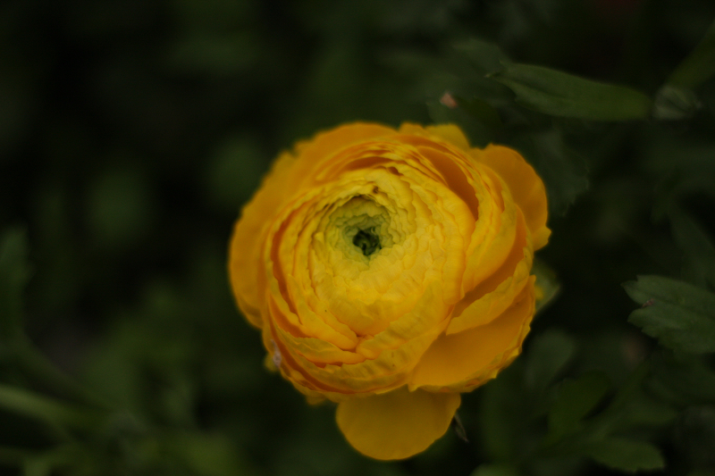 IMG_8498.jpg