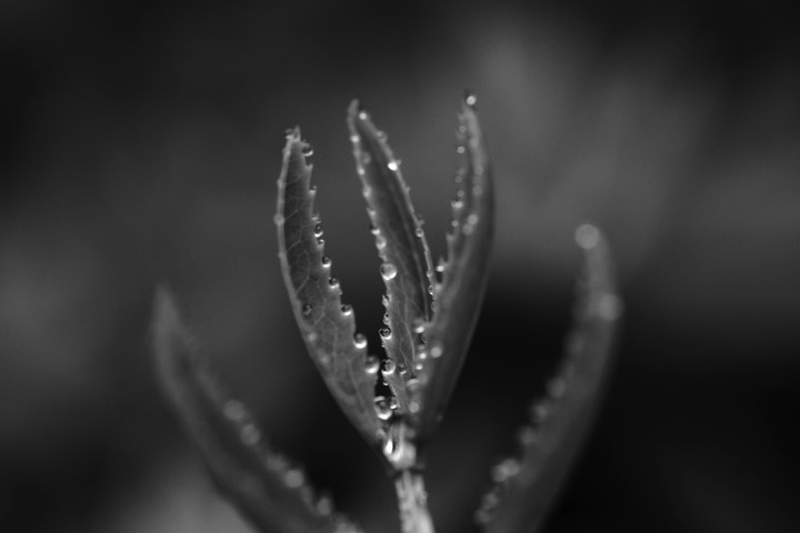 p_large_y0X8_534f0003c4545c16.jpg