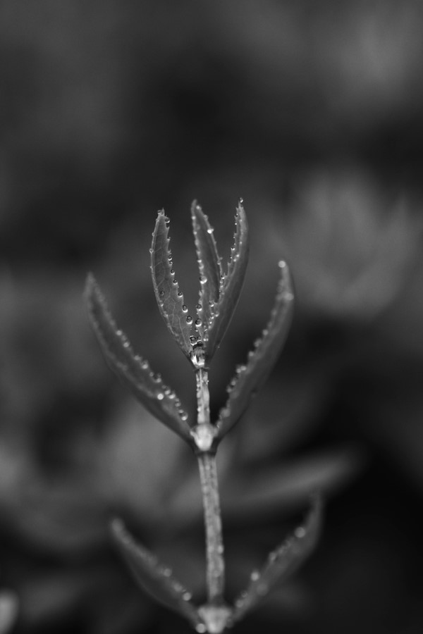 p_large_qLDf_535b00065e055c16.jpg
