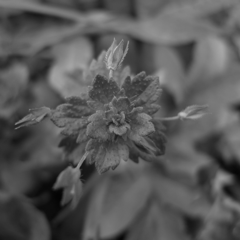 P1010173_01.jpg