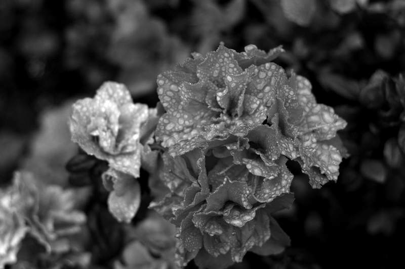 IMG_8344_01.jpg