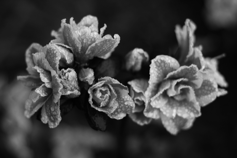 IMG_8346_01.jpg