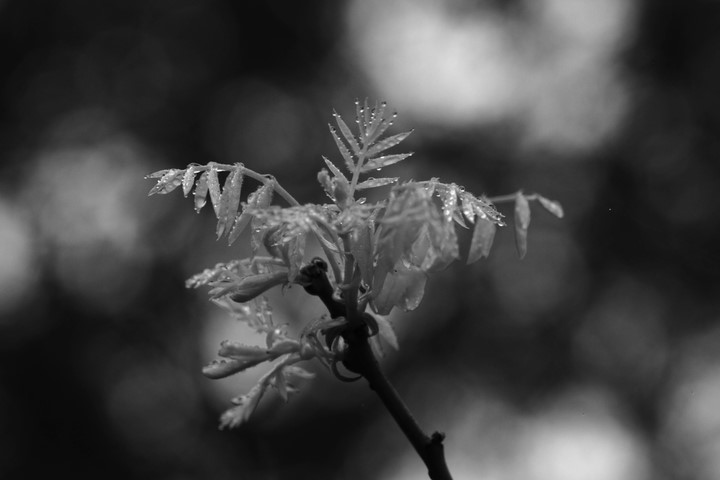 p_large_fP8W_534f0003c4965c16.jpg