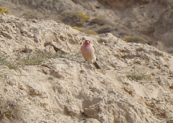 ♂