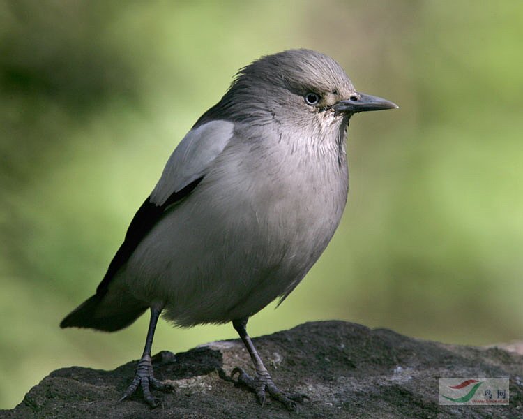 23Birds13855.jpg