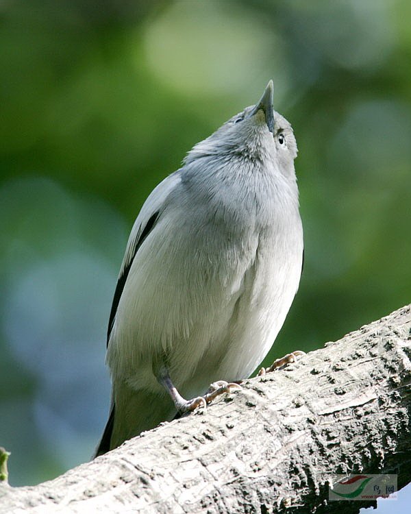 23Birds13857.jpg