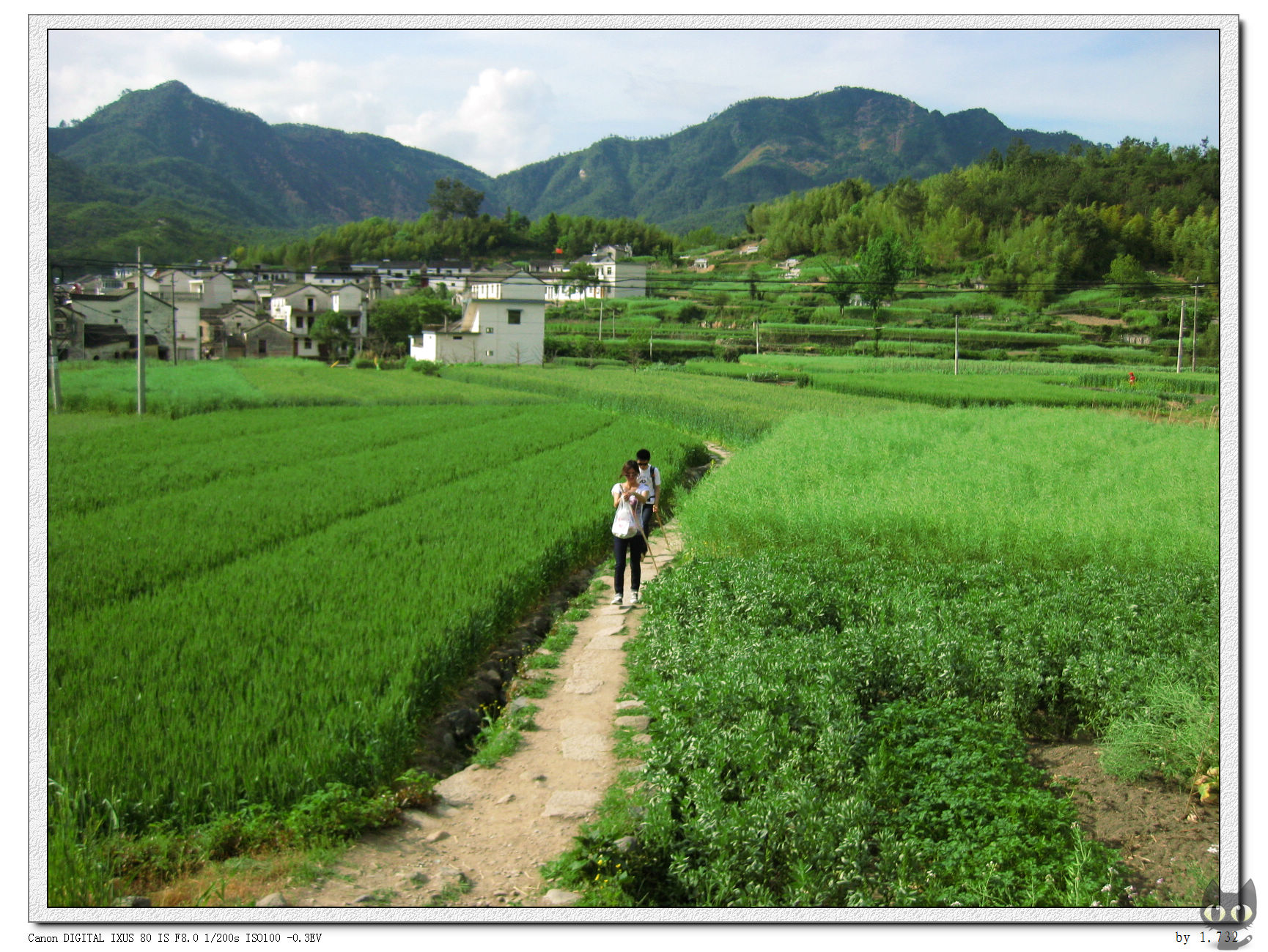 油菜花地