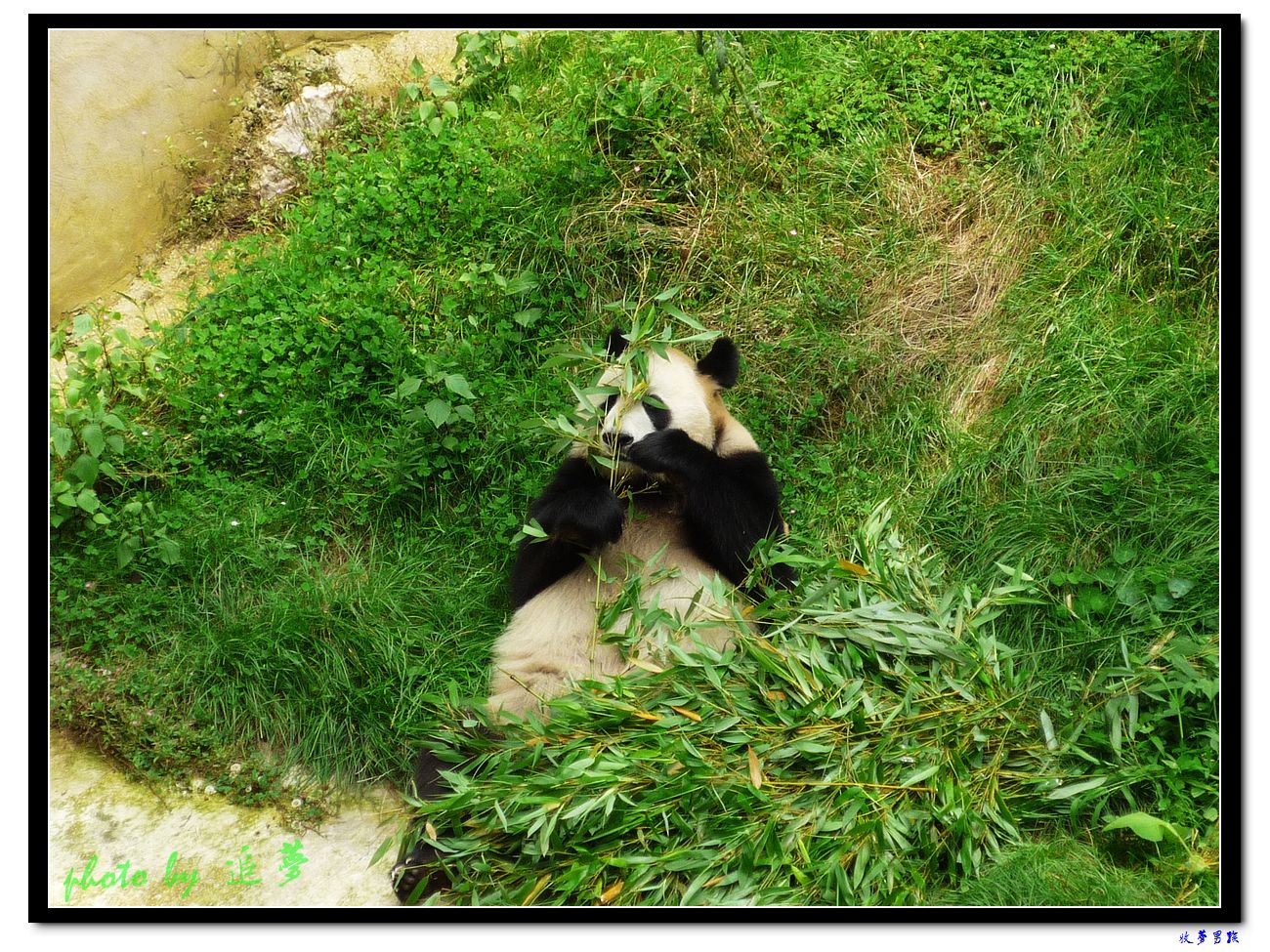 可爱的大熊猫 (6).jpg