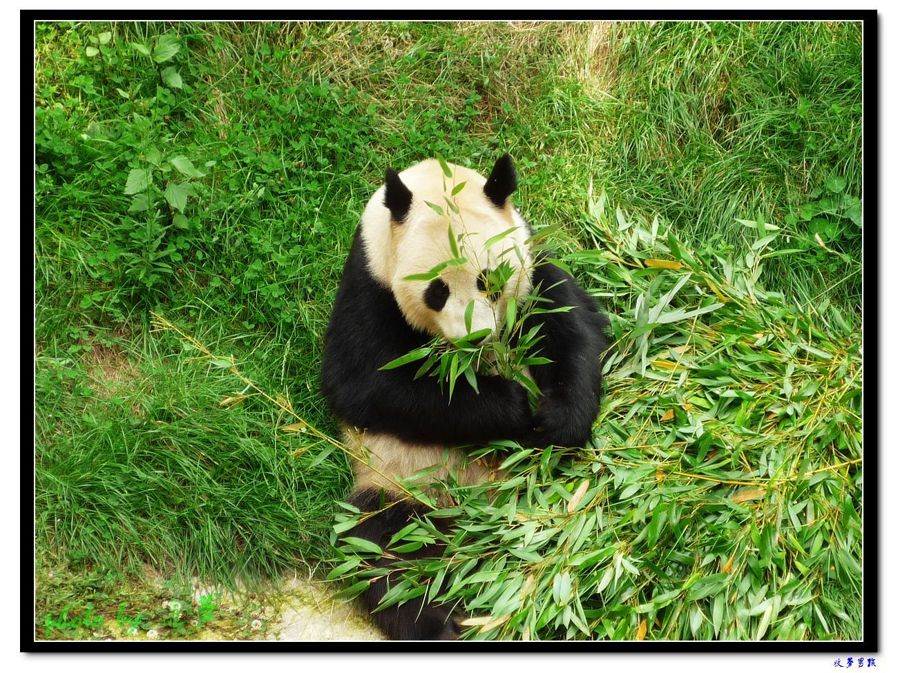 可爱的大熊猫 (10).jpg