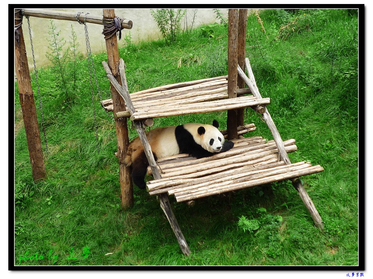可爱的大熊猫 (2).jpg