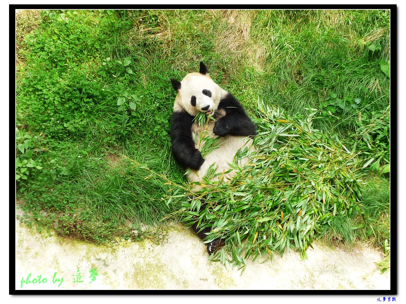 可爱的大熊猫 (1).jpg