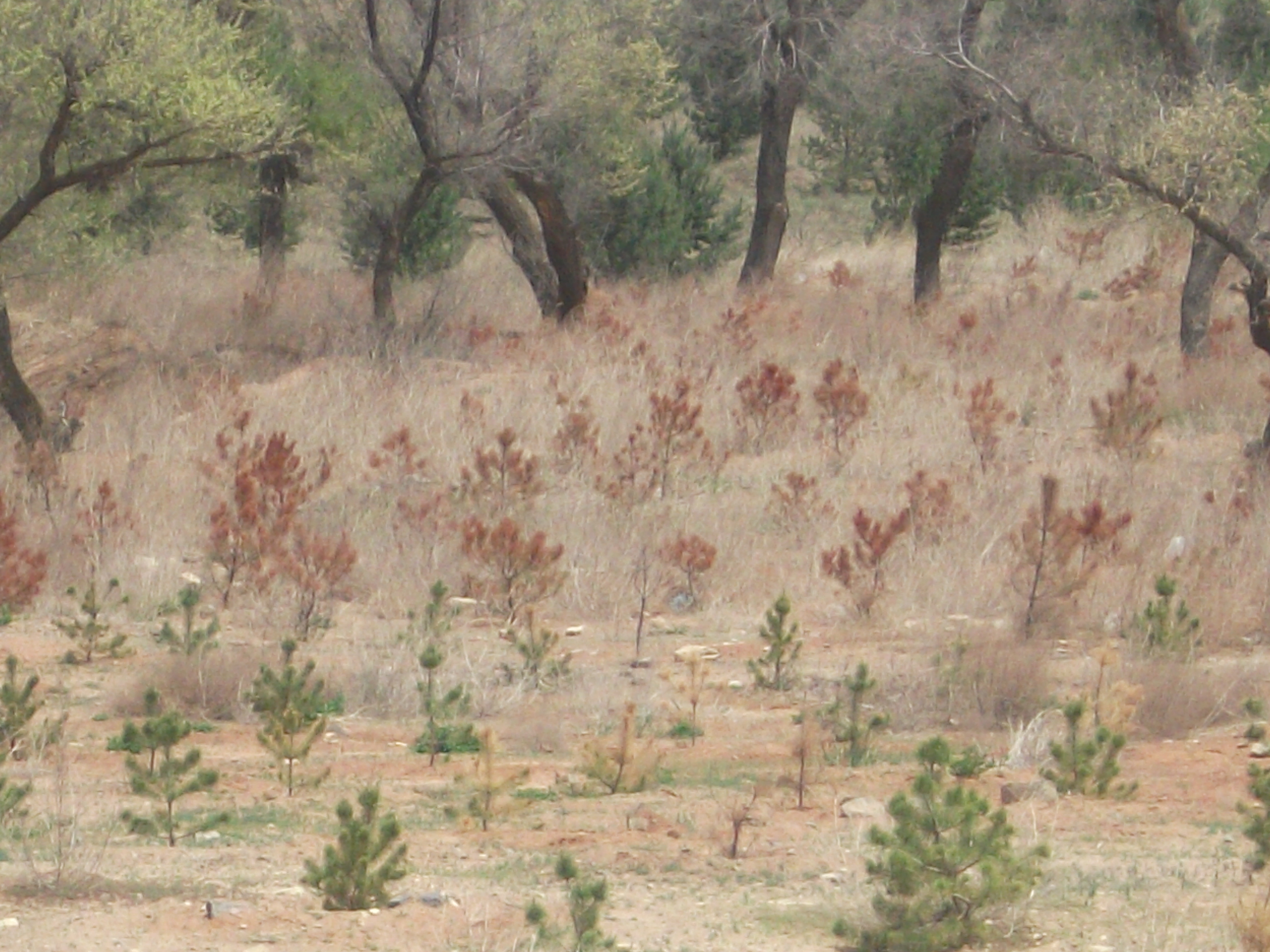 DSCF7455.JPG