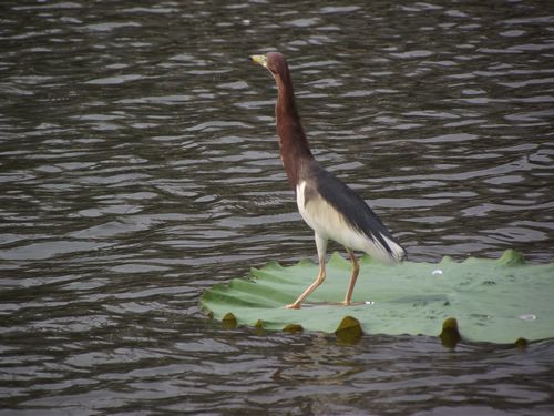 DSCF5196.jpg
