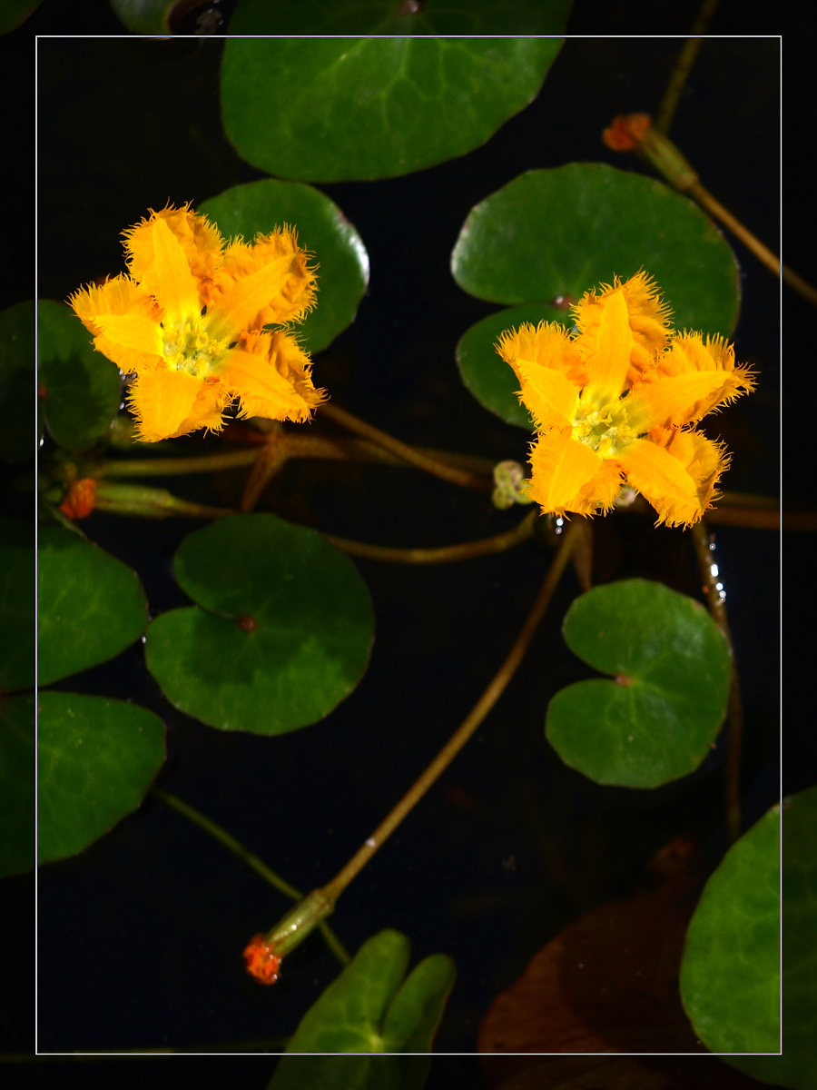 荇菜.jpg
