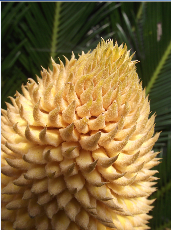 雄花名册.png