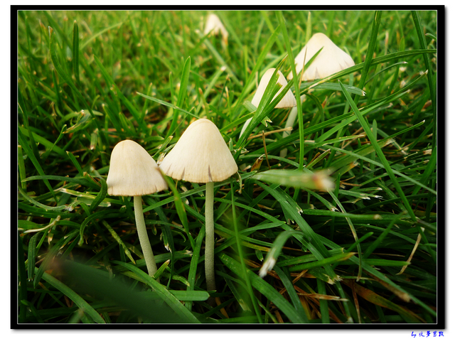 草地上不知名的小蘑菇 (2).jpg