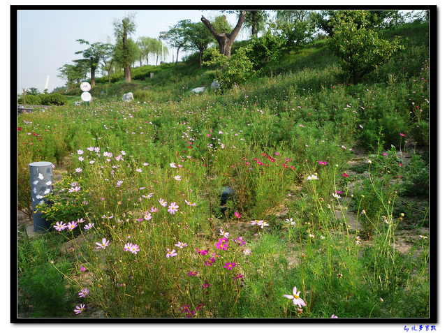 波斯菊 (7).jpg