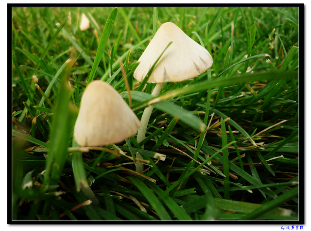 草地上不知名的小蘑菇 (1).jpg