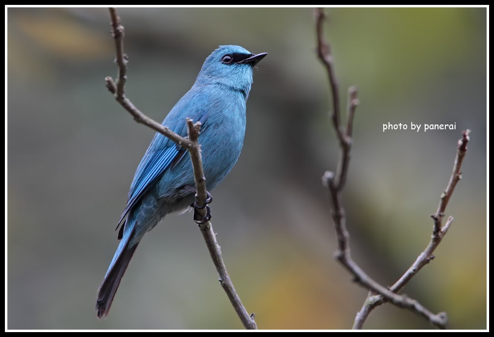 VERDITERFLYCATCHER2009TP1.jpg