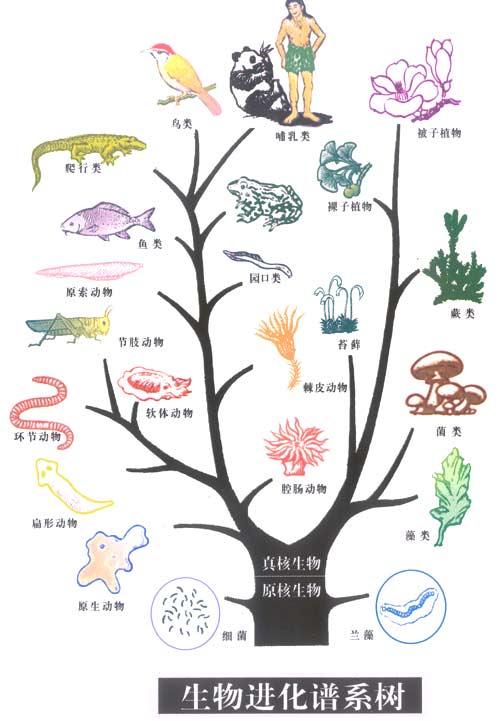 生物进化树102847174.jpg