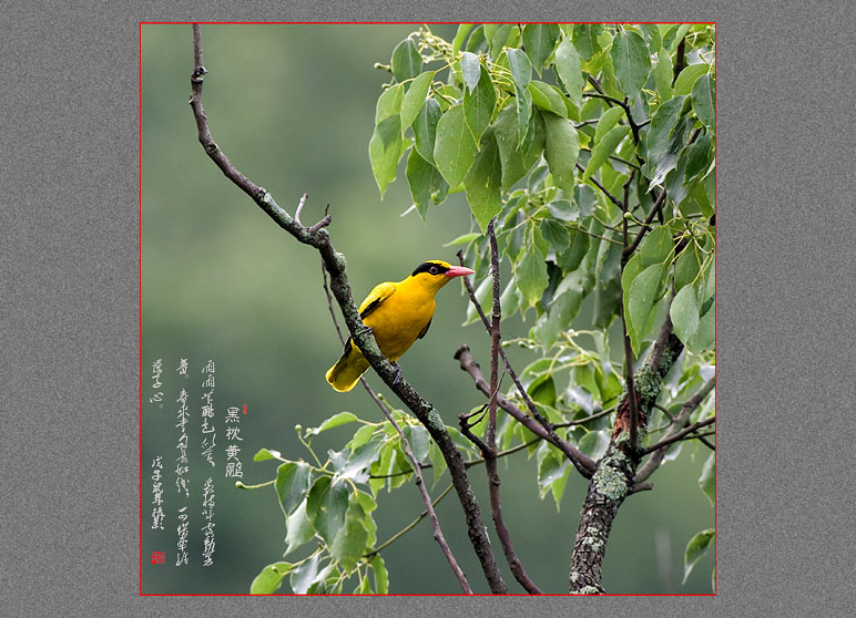黑枕黄鹂.jpg