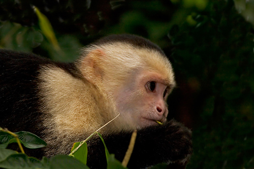 white_faced_capuchin_1.jpg