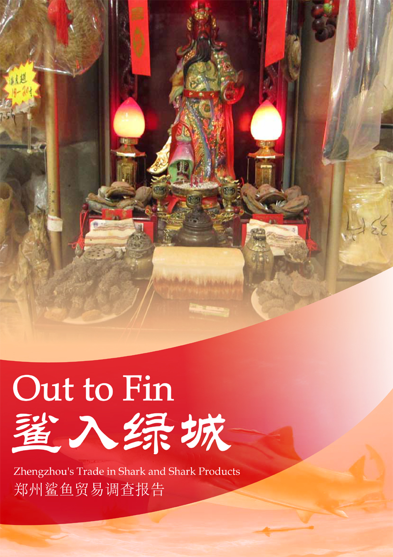 《鲨入绿城》郑州鲨鱼贸易调查Out to Fin01 拷贝.jpg