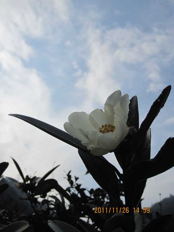 山茶花
