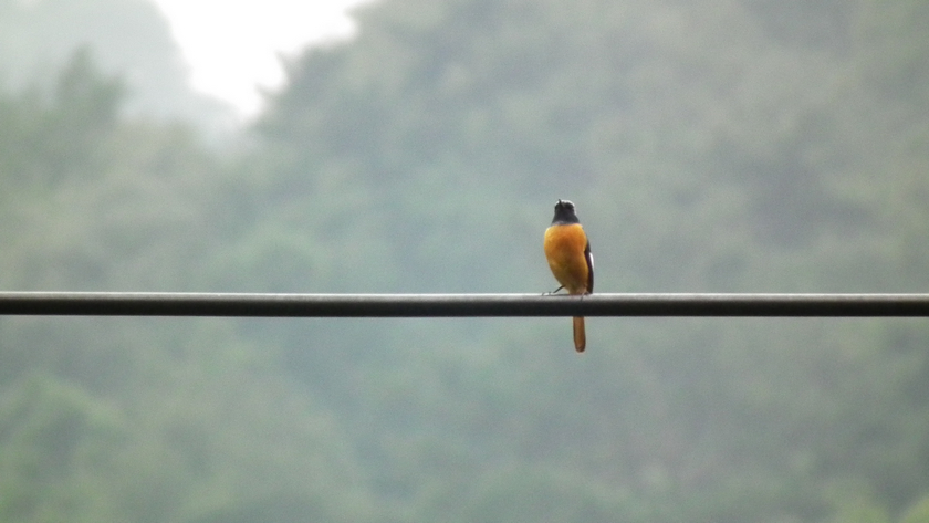 DSCF5582.jpg