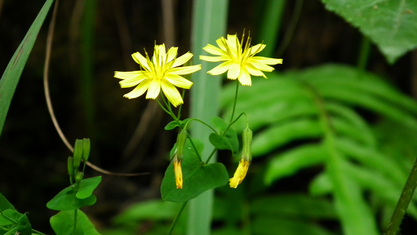 DSCF5607.jpg