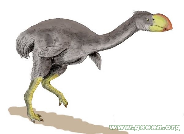 Dromornis_BW-001.jpg