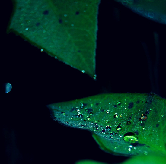 morningdewphotos24.jpg