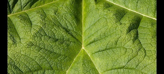 leaftextures14.jpg