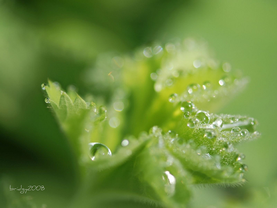 morningdewphotos25.jpg