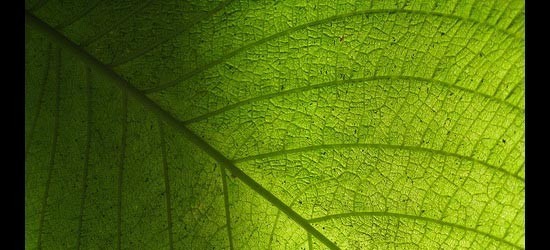 leaftextures4.jpg