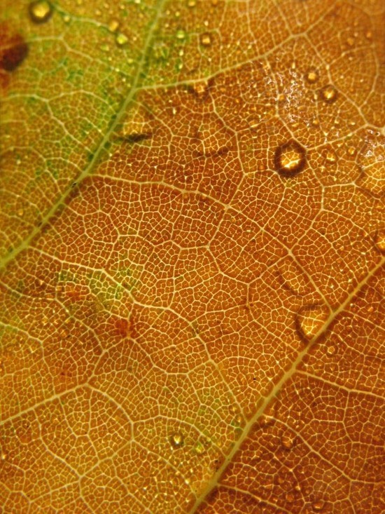 leaftextures10.jpg