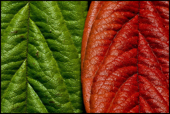 leaftextures18.jpg