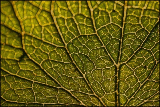 leaftextures11.jpg