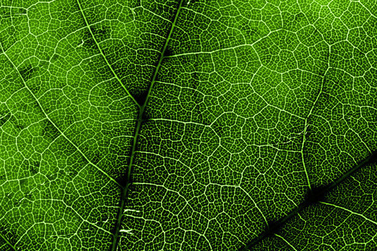 leaftextures6.jpg