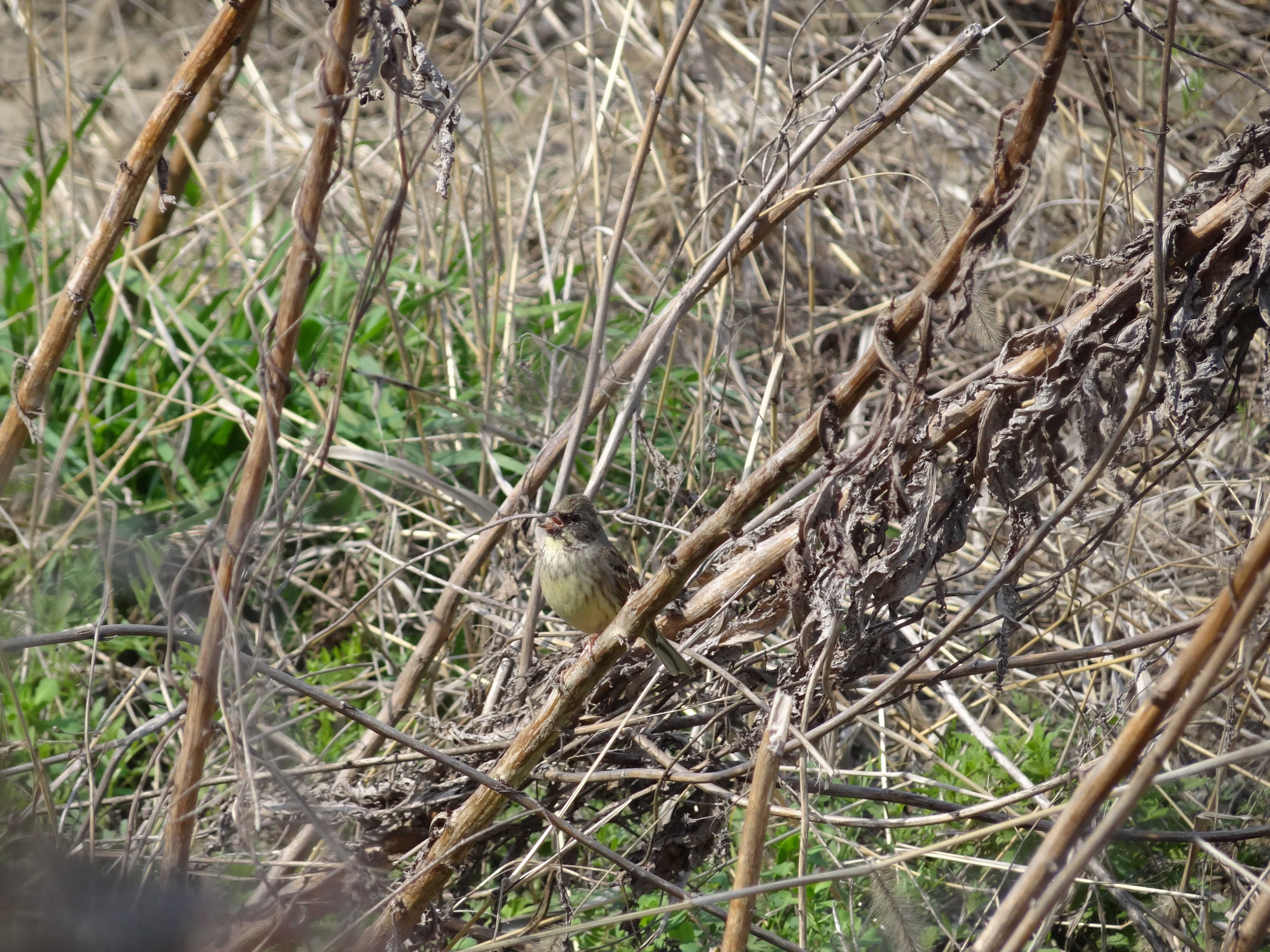 DSC05994.JPG