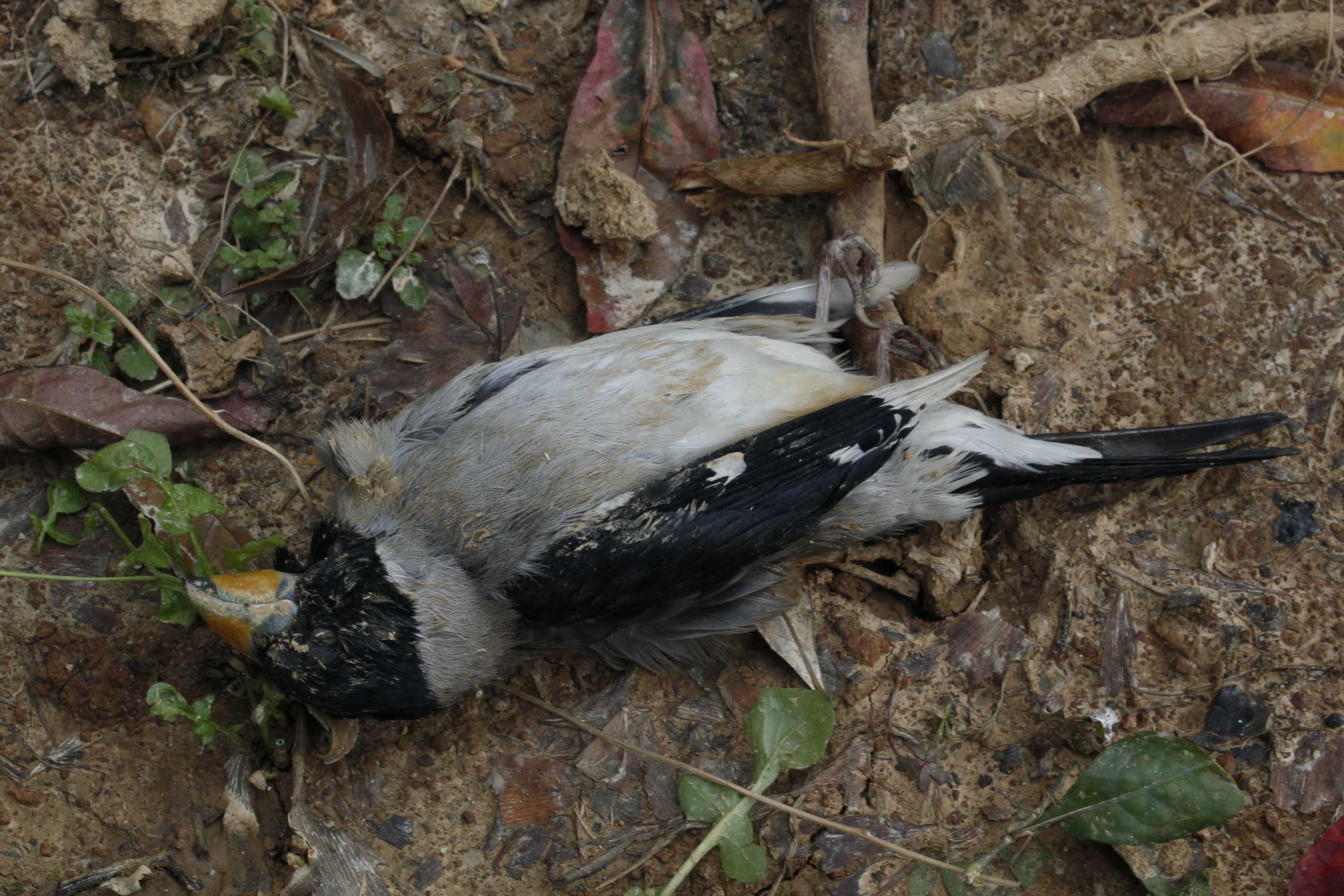 已死黑尾蜡嘴雀腹部