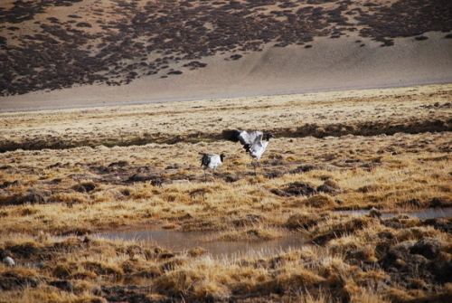 74213E6ACACD.jpg