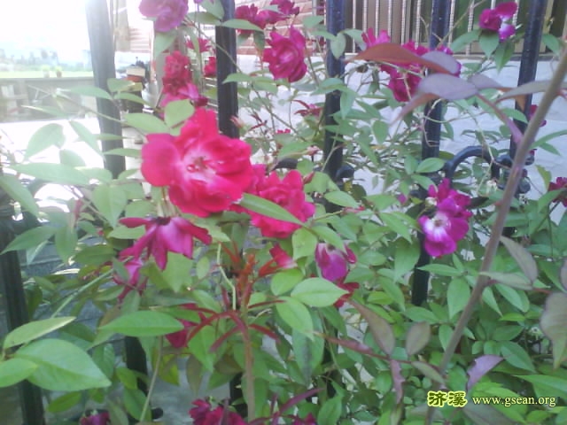 DSC00923.JPG